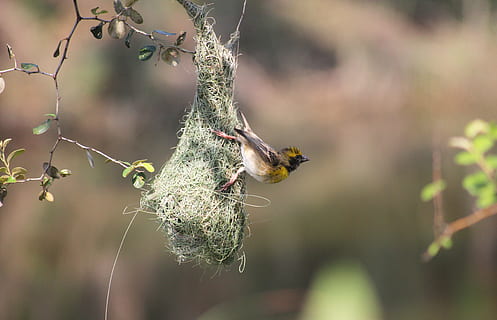 bird, mysore, india, deejayclix, tree, perched, weaver, baya HD wallpaper