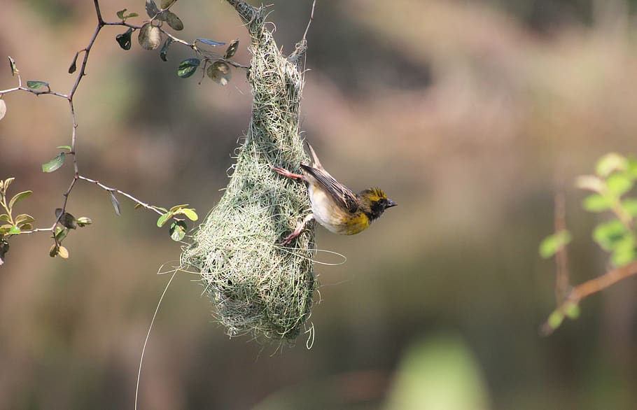 bird, mysore, india, deejayclix, tree, perched, weaver, baya HD wallpaper
