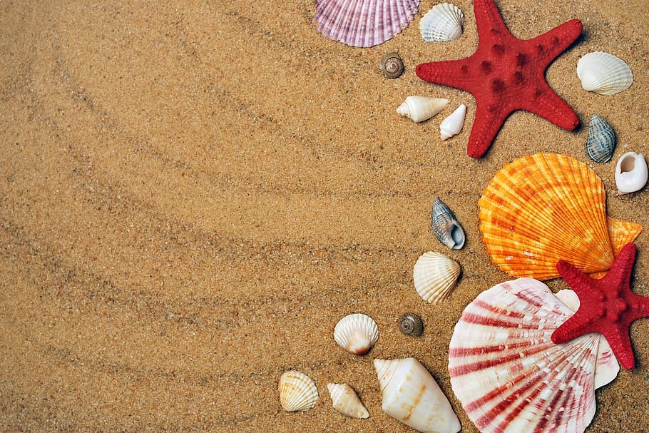 red, white, and yellow seashells on brown sand, coast, beach
