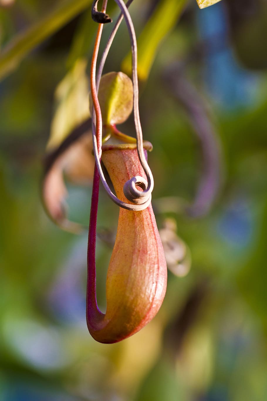 pitcher plant, pot, open, focus on foreground, close-up, day HD wallpaper