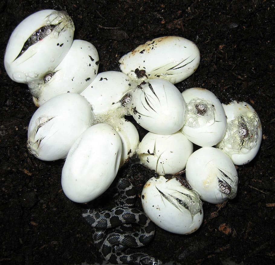snake eggs, hatching, snakes, reptiles, animal, wildlife, snakelet HD wallpaper