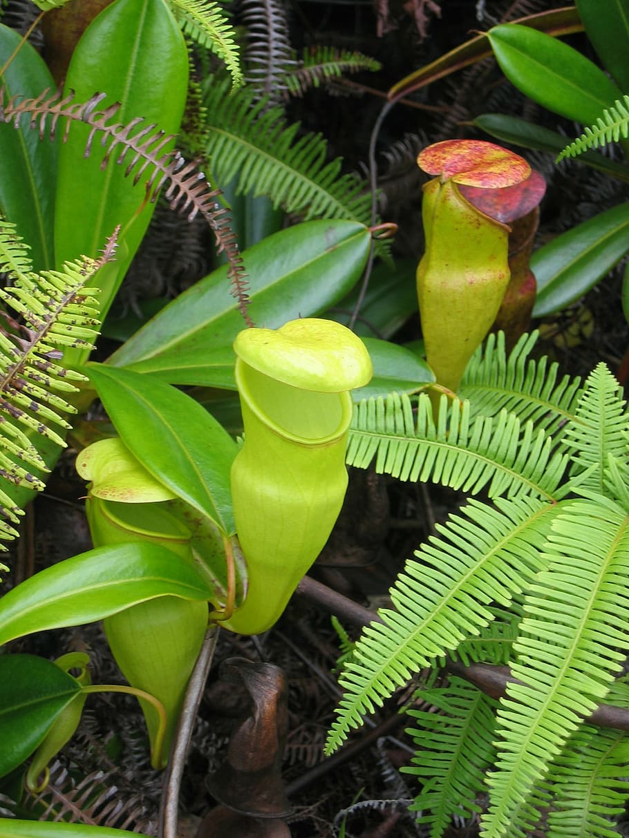 Venus Flytrap plants, pitcher plant, carnivorous, carnivore, flower, HD wallpaper