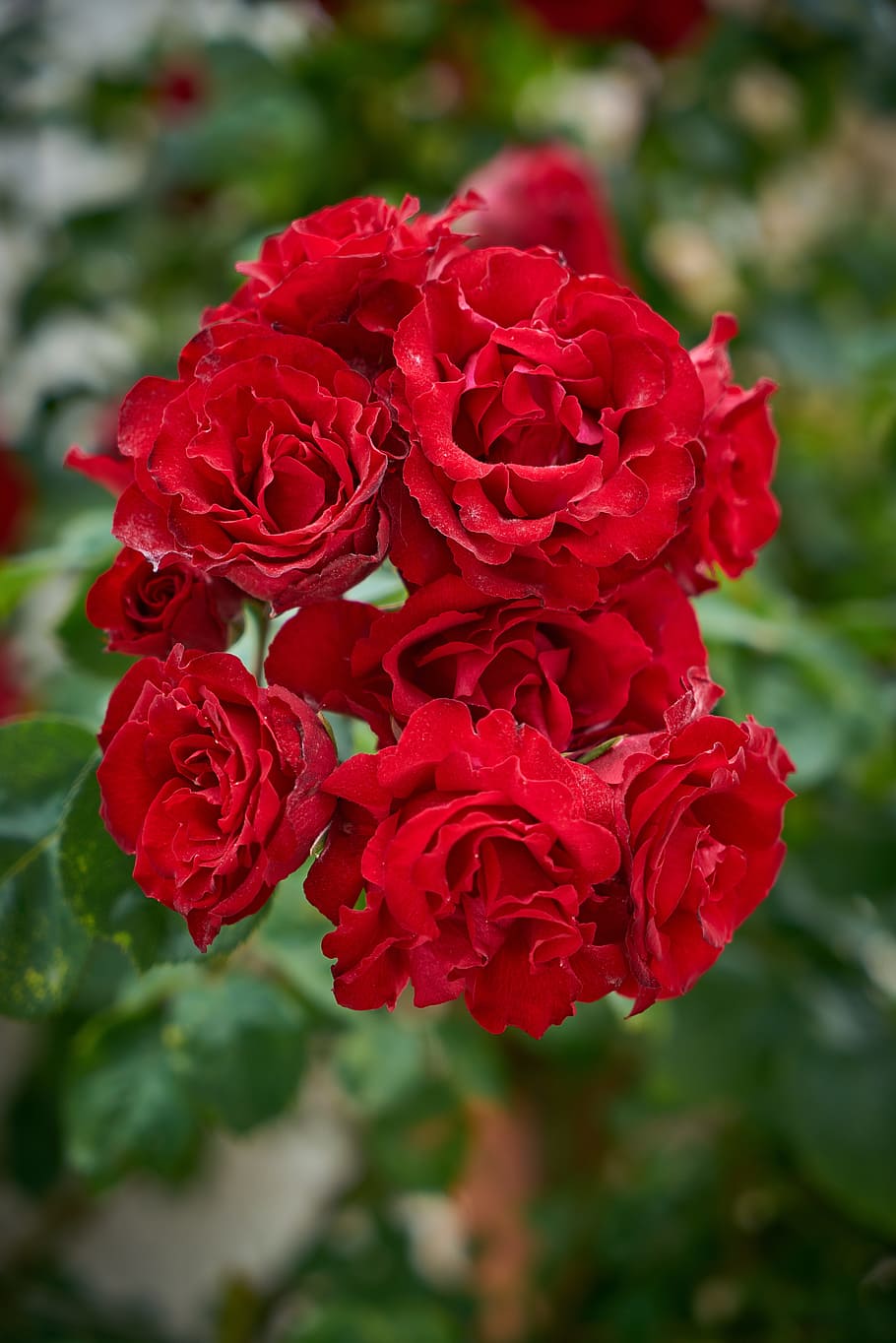 Flower, Spring, Garden, Nature, red, red flower, beautiful HD wallpaper