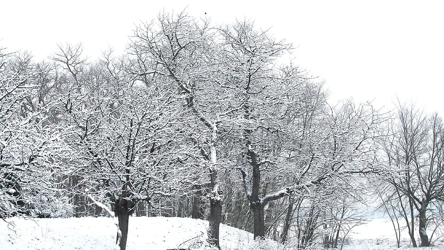 Winter, Snow, Hoarfrost, Wintry, White, snowy, winter impressions HD wallpaper