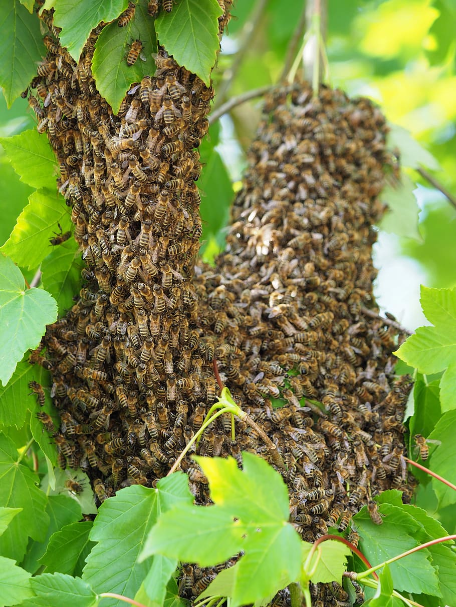 bees, swarm, bee swarm, insect, honey bee, close-up, growth, plant, HD wallpaper