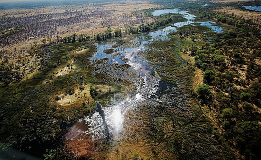 botswana, okavango, delta, maun, beauty in nature, plant, scenics - nature HD wallpaper