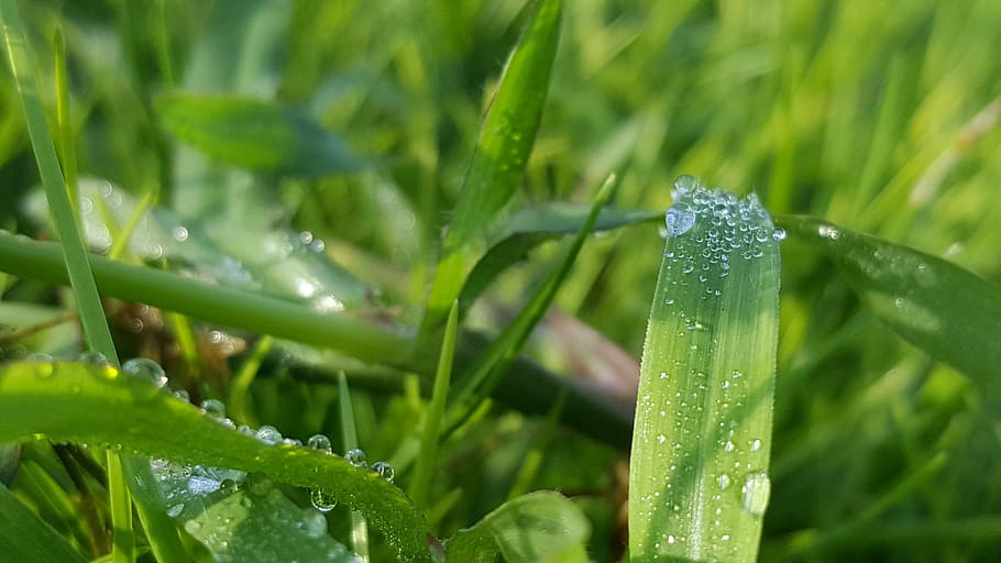 grass, nature, dew, meadow, plant, landscape, environment, season HD wallpaper