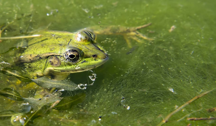 frog, pond, green, animal, amphibian, animal themes, animal wildlife HD wallpaper