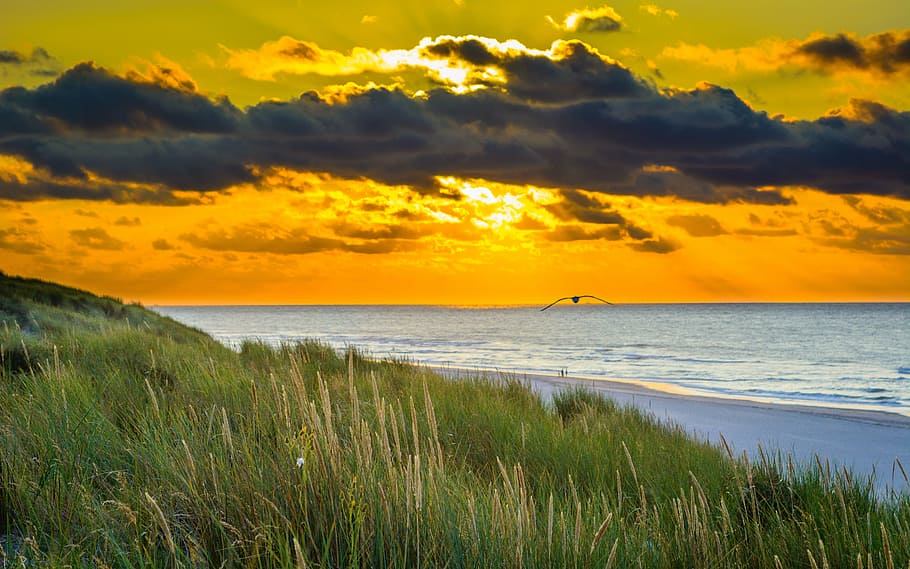 bird flying under stratocomulus clouds above seashore, sunset HD wallpaper