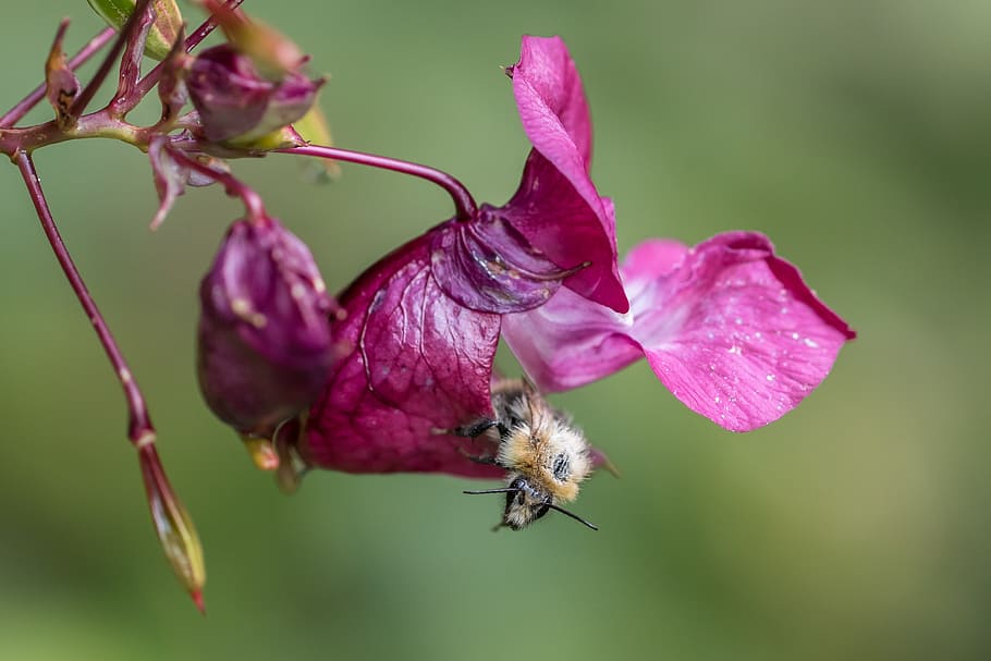 balsam, bee, nectar, collect, blossom, bloom, macro, insect HD wallpaper
