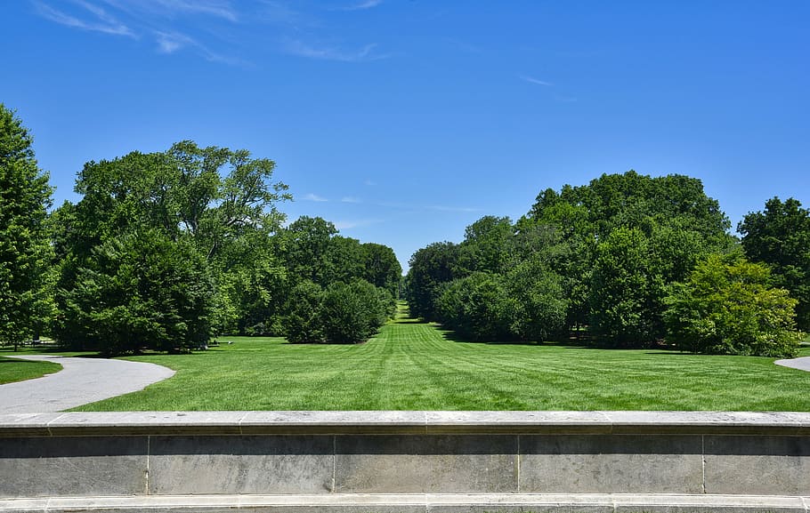 tree, grass, nature, summer, park, plant, green color, sky HD wallpaper