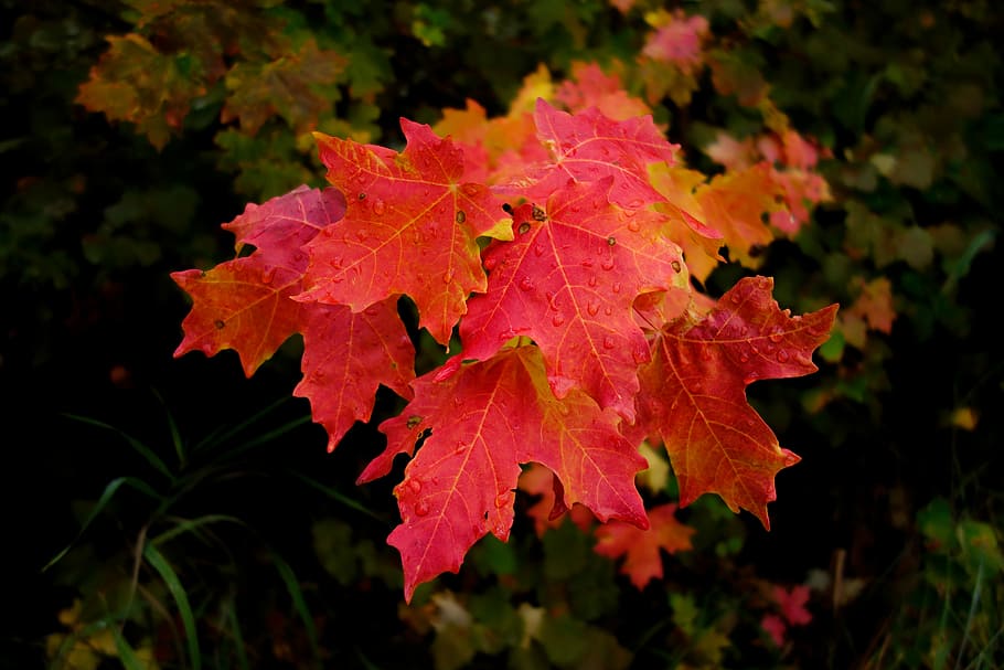 red maple leaves, red maple laef, leaf, autumn, fall, grass, leafe HD wallpaper