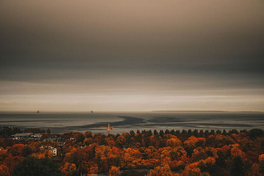 Overview Photo of Maple Trees, aerial view, backlit, clouds, dusk HD wallpaper