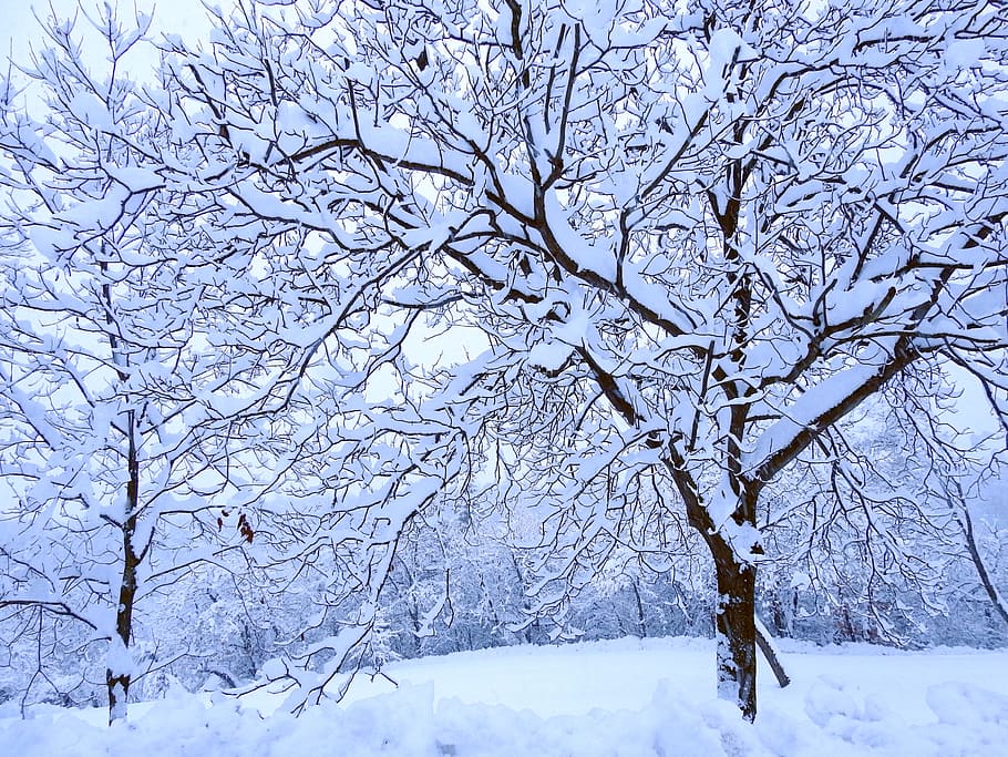 winter, snow, brina, cold, cold temperature, tree, branch, beauty in nature, HD wallpaper