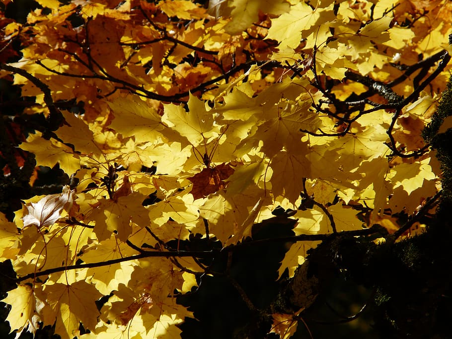 maple, leaves, maple leaves, autumn, golden, shining, beautiful, HD wallpaper