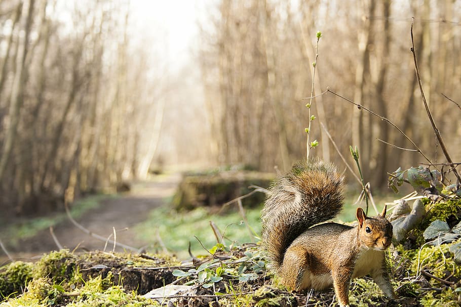 squirrel, wood, undergrowth, forest, animal, roux, mammal, animal wildlife HD wallpaper