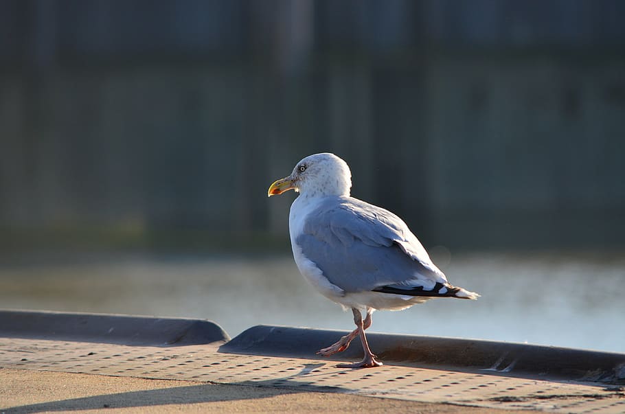seagull, seevogel, bird, coast, animal, nature, wildlife, outdoors HD wallpaper