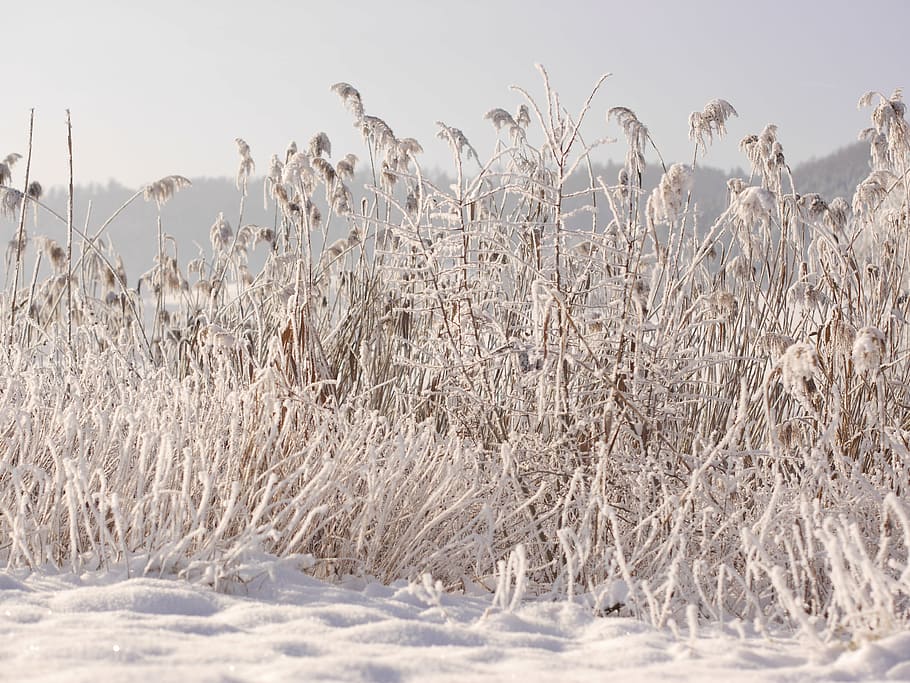 winter, snow, wintry, cold, snowy, reed, winter mood, snow landscape HD wallpaper