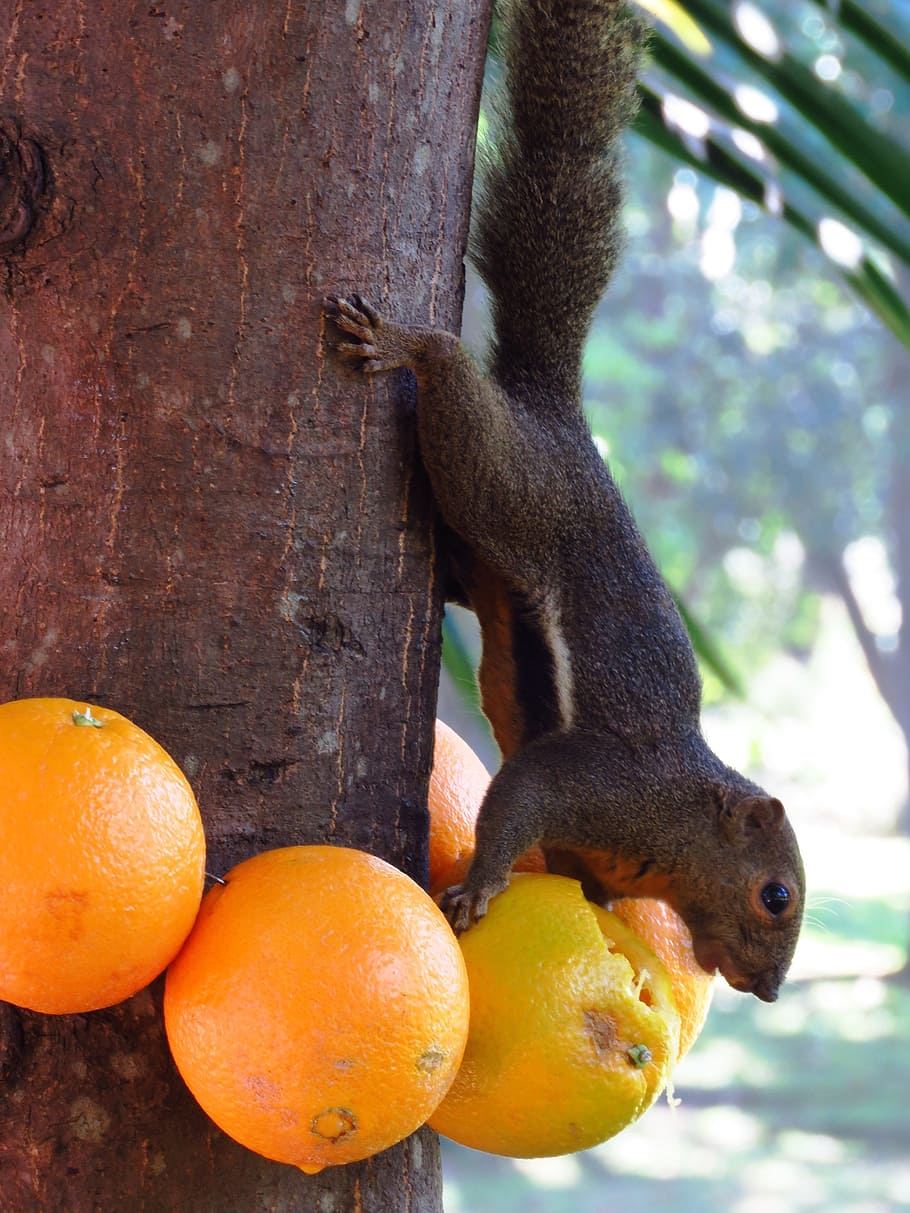close up photo of squirrel holding orange fruit, eating, nature HD wallpaper