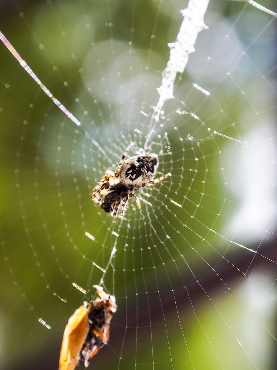 spider, nature, cobweb, summer, macro, insect, spider's web HD wallpaper