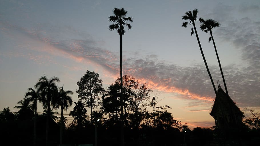 evening, sunset, sky, shadows, light, clouds, tree, plant, silhouette HD wallpaper