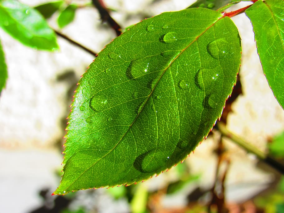 leaf, drip, rose, rosenblatt, jagged, drop of water, raindrop HD wallpaper