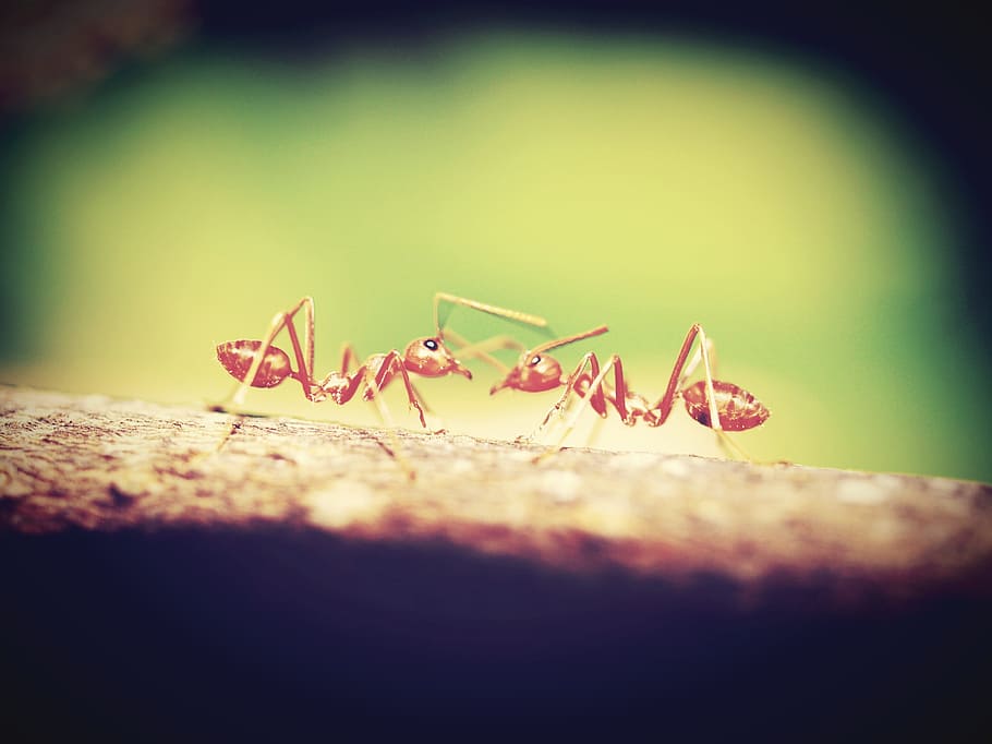 shallow focus photography of two brown ants, red, closeup, tree HD wallpaper