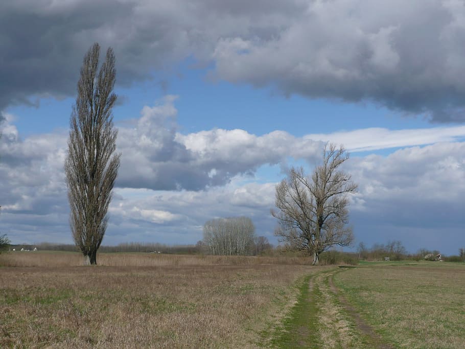 Nature, Mere, Tree, Sky, landsape, nature mere, field, agriculture HD wallpaper