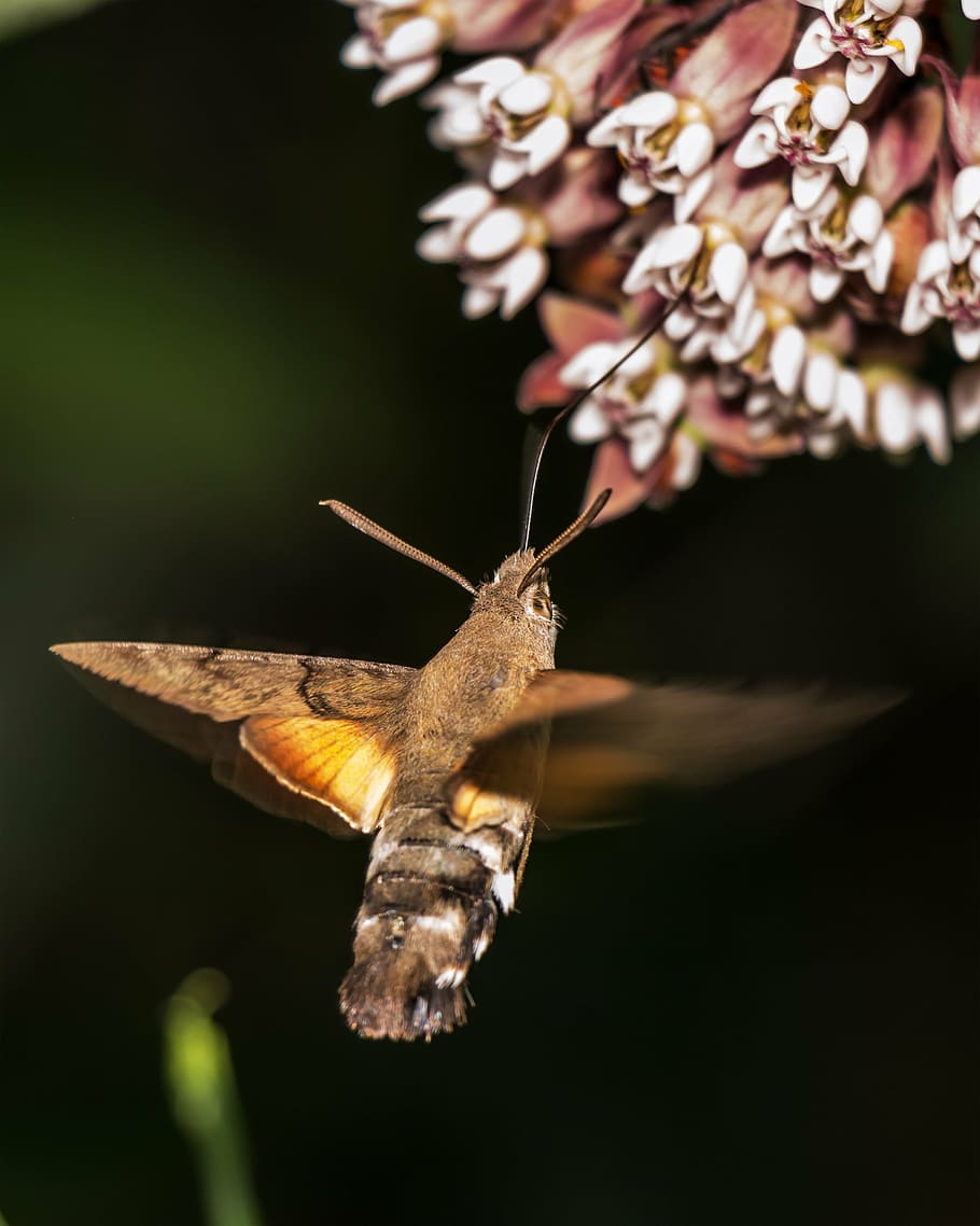 brown hummingbird moth under white flower, macroglossum stellatarum porcellus, HD wallpaper