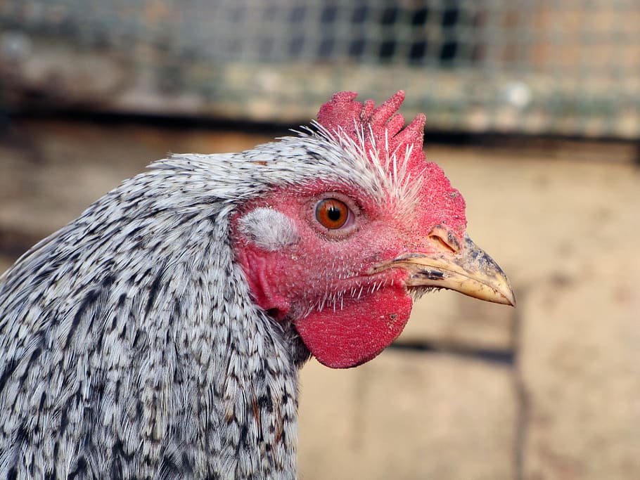 hen, bird, poultry, pets, head, animal, animal themes, chicken - bird HD wallpaper