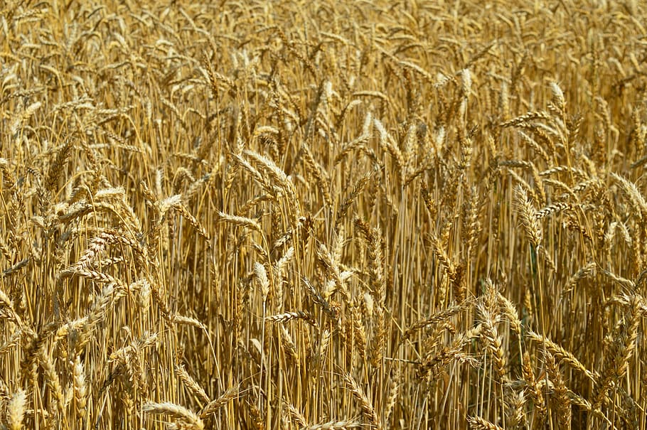 wheat, ears of corn, field, agriculture, farming, yellow, cereal plant, HD wallpaper