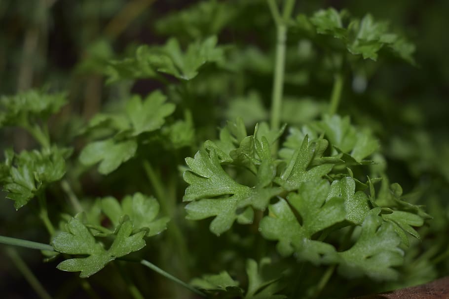 herb, rozstlina, plant, green color, growth, freshness, leaf HD wallpaper