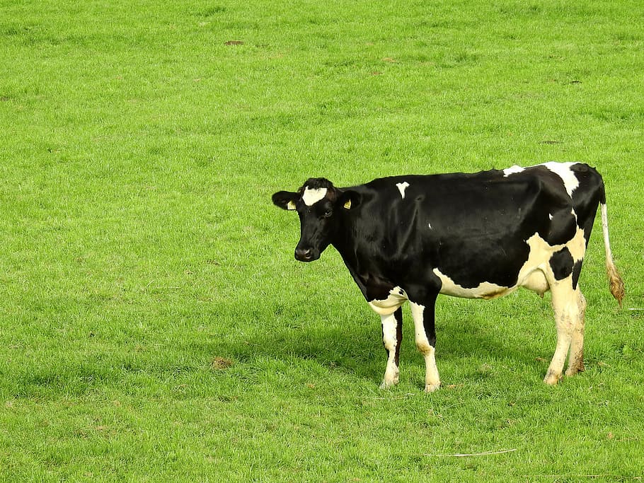 black and white dairy cow on grass field, meadow, landscape HD wallpaper