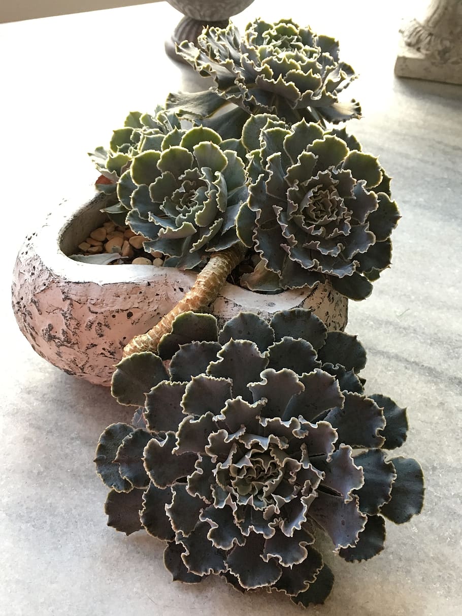 plant, succulent, pot, close-up, no people, food, still life HD wallpaper