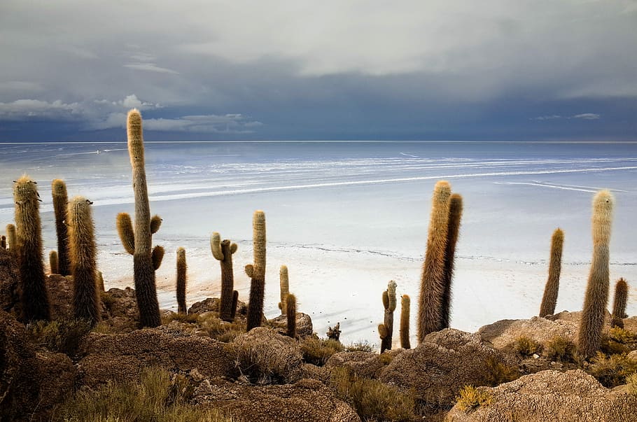 Cacti, green cactus in front of beach shore, cliff, rock, mountain HD wallpaper