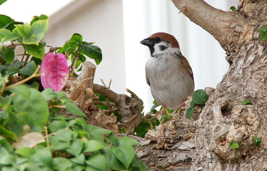 Hd Wallpaper Sparrow Birds Bougainvillea Green Red Branches Chubby Wallpaper Flare