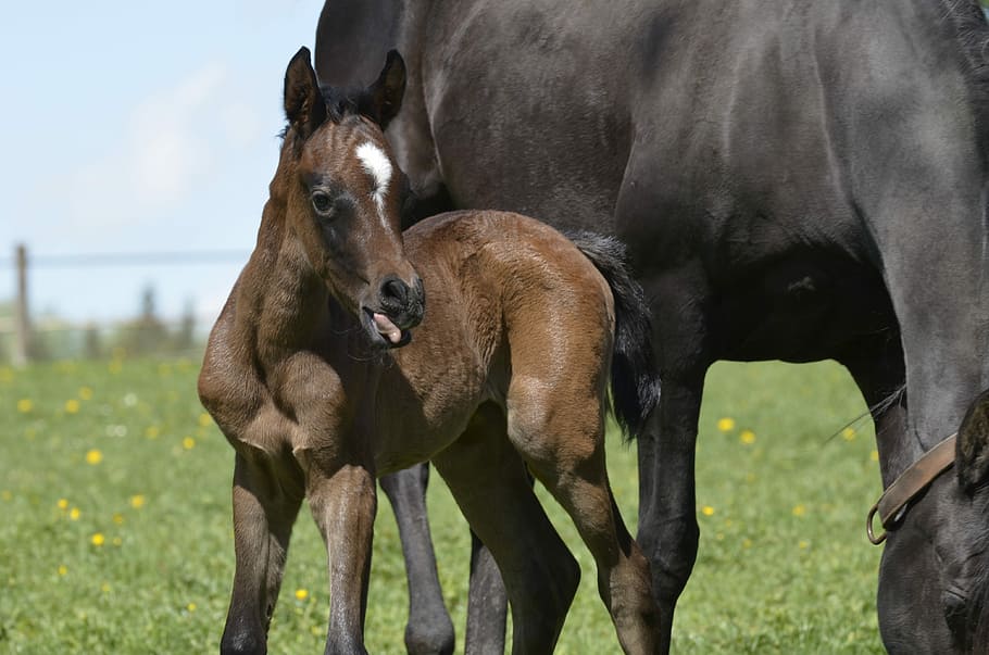 thoroughbred arabian, main and state stud marbach, mare herd, HD wallpaper