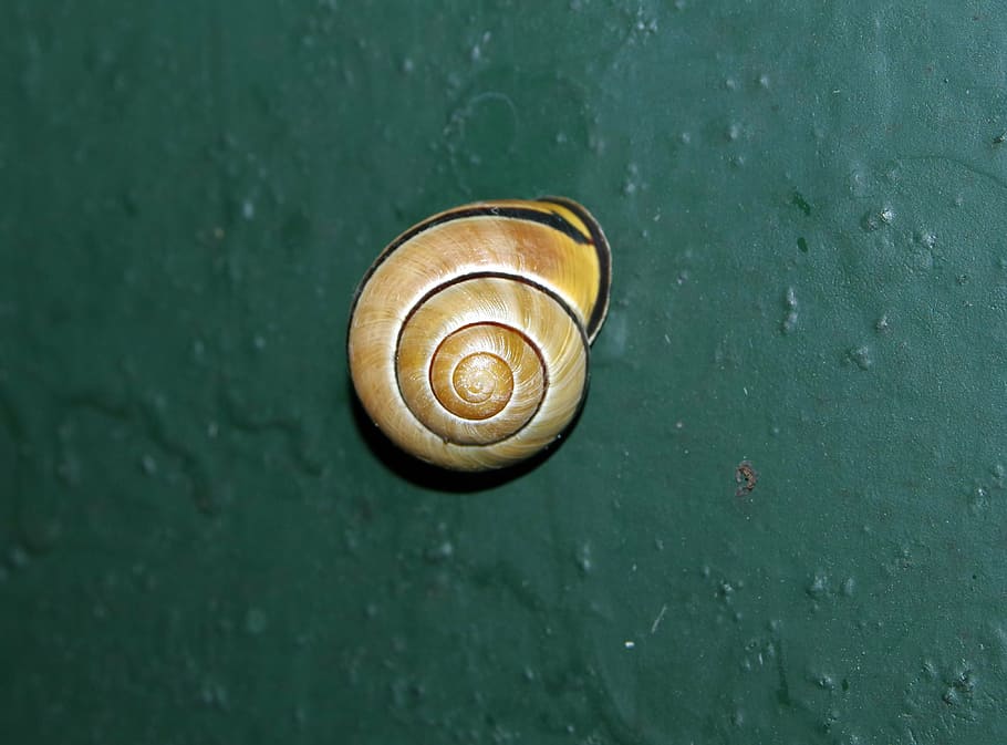 snail, seashell, colored, green, garden, molluscum, crawl, the creation of HD wallpaper