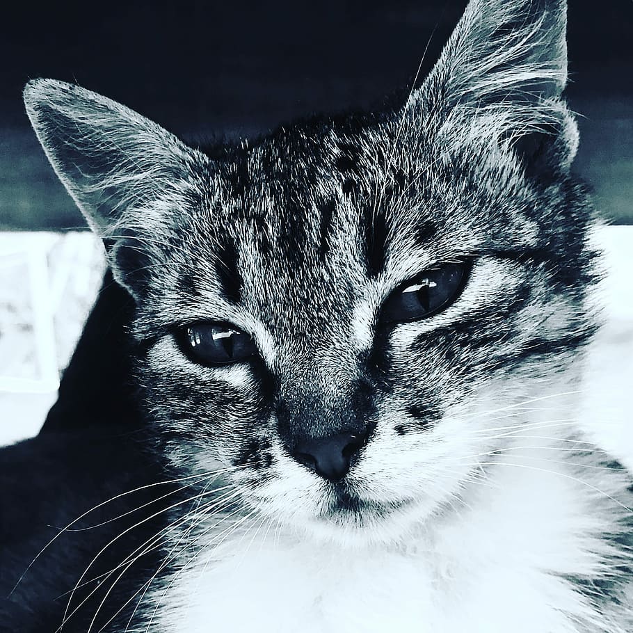 grayscale photography of cat, eye, whisker, pet, animal, domestic cat HD wallpaper