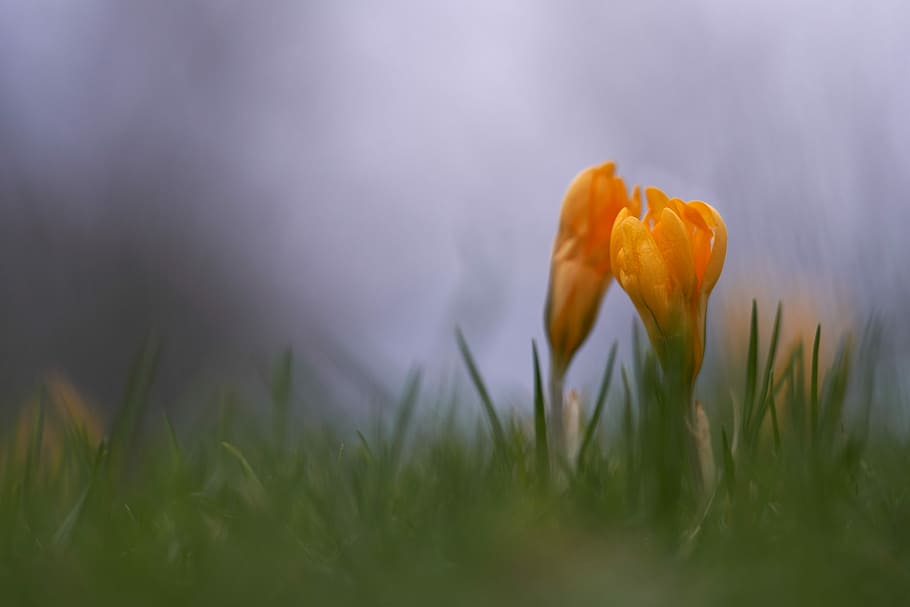 shallow focus photography of yellow flower, orange petal flower HD wallpaper