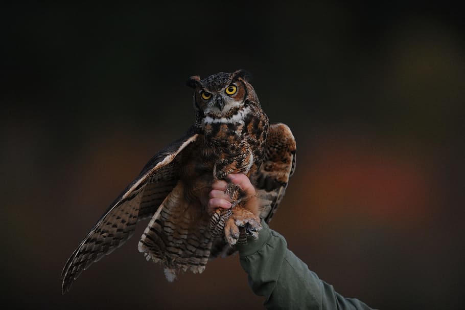person holding brown owl, person holding brown and black owl on its legs, HD wallpaper