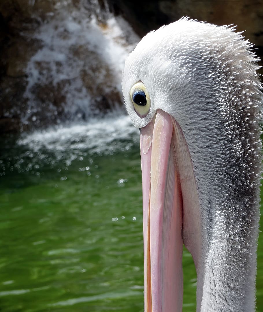 pelican, bird, face, beak, nature, summer, water, animal, feathers HD wallpaper