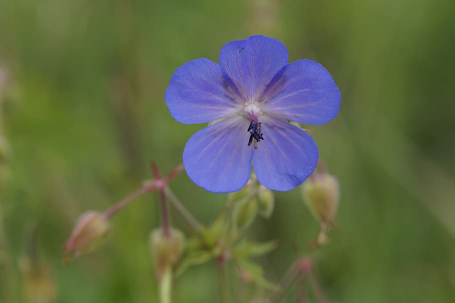 cranesbill, blue, bright, summer, blue stork beak, pointed flower HD wallpaper