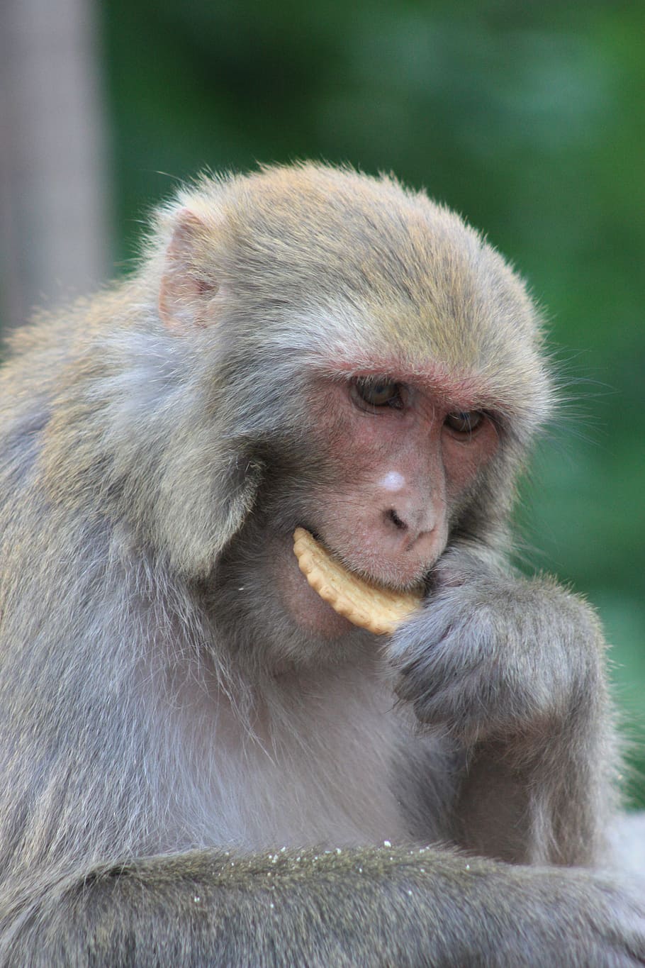 Nepal, Monkey Temple, swayambhunath, kathmandu, animal, one animal HD wallpaper