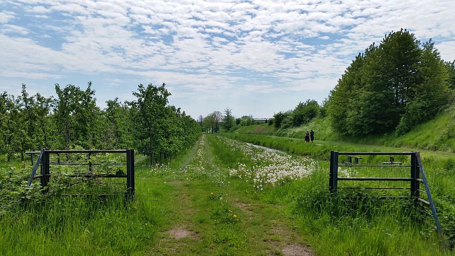 nature, sky, blue sky, grass, landscape, clouds, fruit trees HD wallpaper