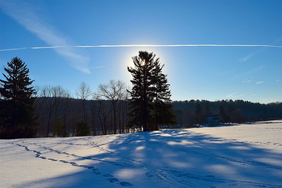 Tree, Snow, Shadow, Winter, Cold, Ice, nature, landscape, white HD wallpaper