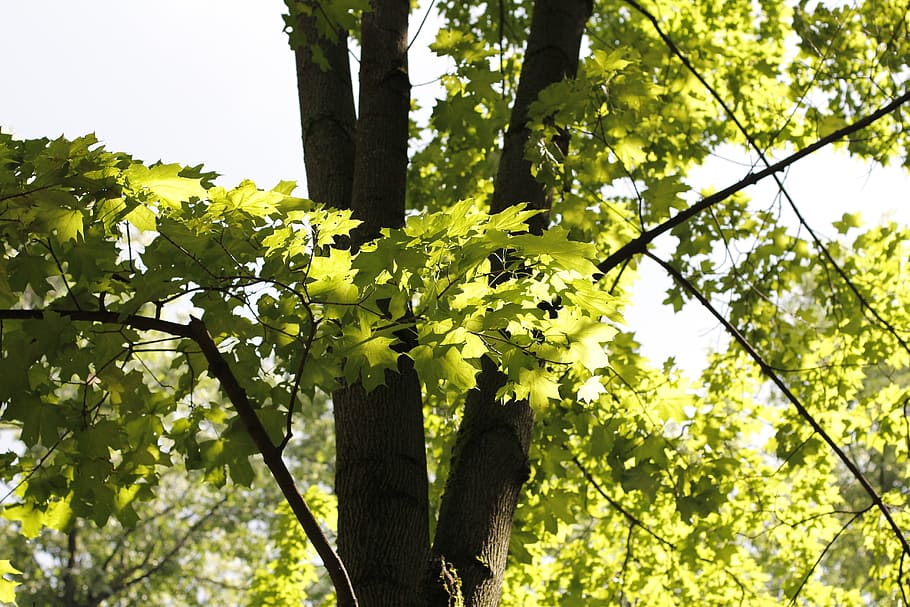tree, branches, aesthetic, nature, leaves, tribe, crown, log HD wallpaper