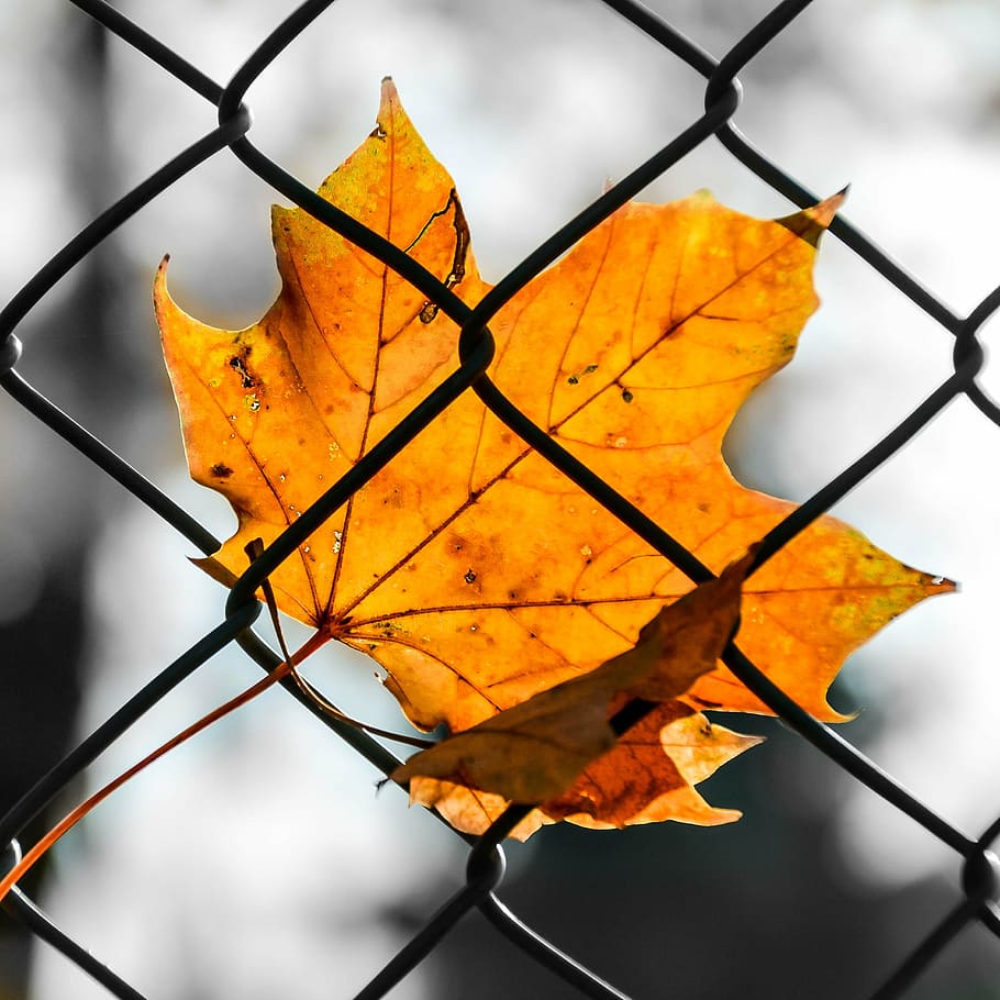 sheet, autumn, colored, nature, fallen leaves, yellow, autumn colors HD wallpaper