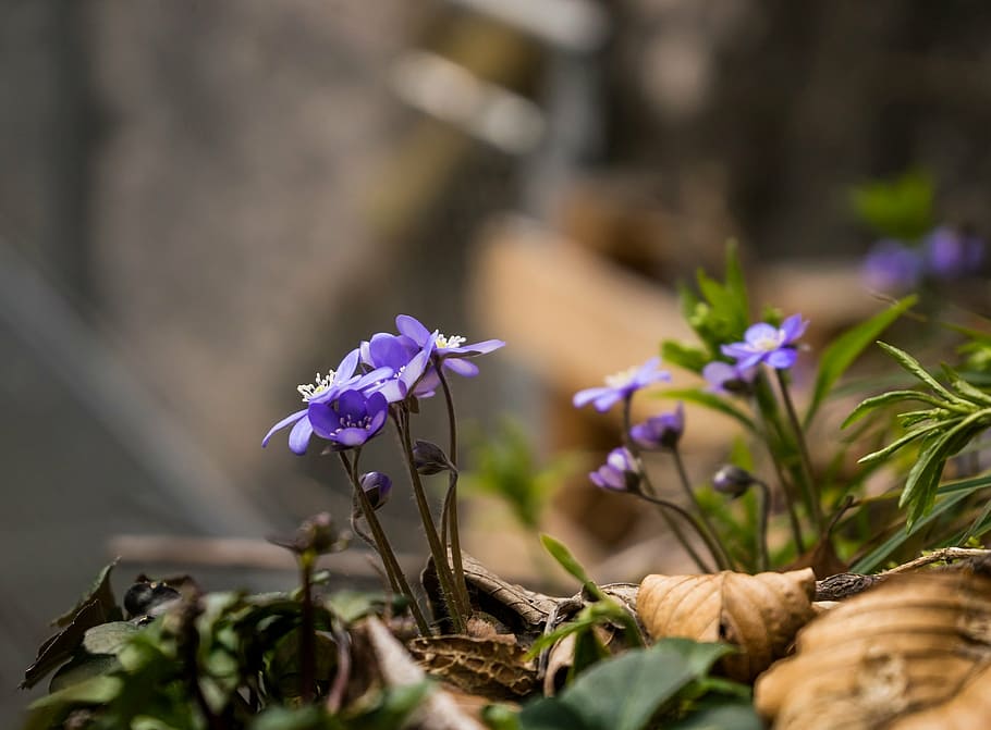 selective focus photography of purple hepatica flower, forest