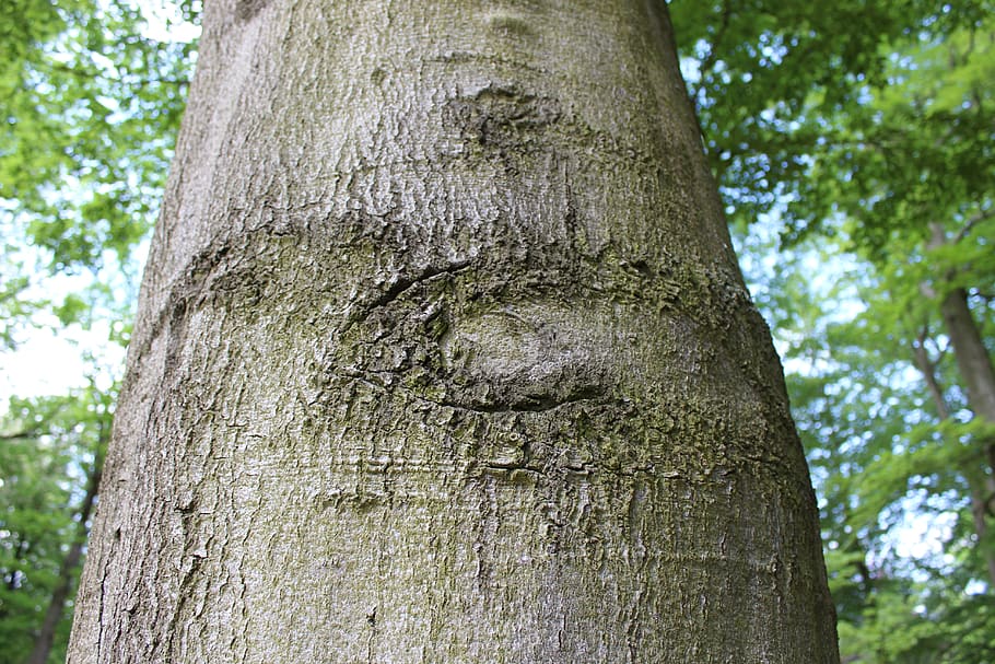 log, tree, forest, tree trunks, nature recording, tree eyes HD wallpaper